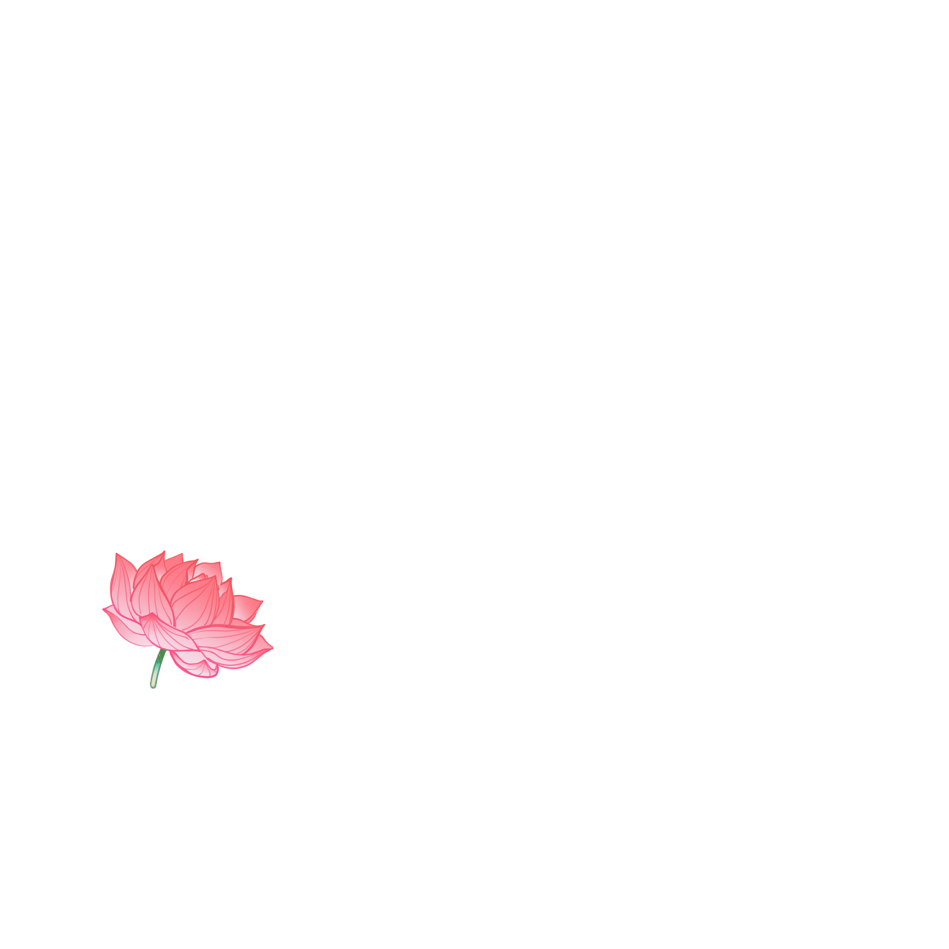 Lotus Flower